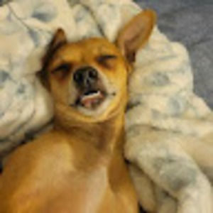 Meet your Posher, Bobbie